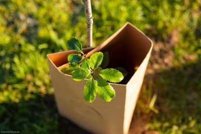 Young plant with tree guard and bamboo stake