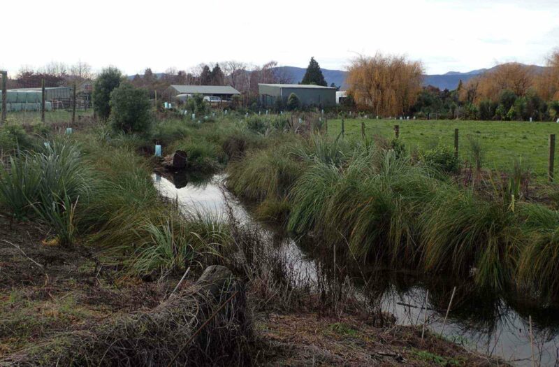 Carex at Neiman Creek after 10 months