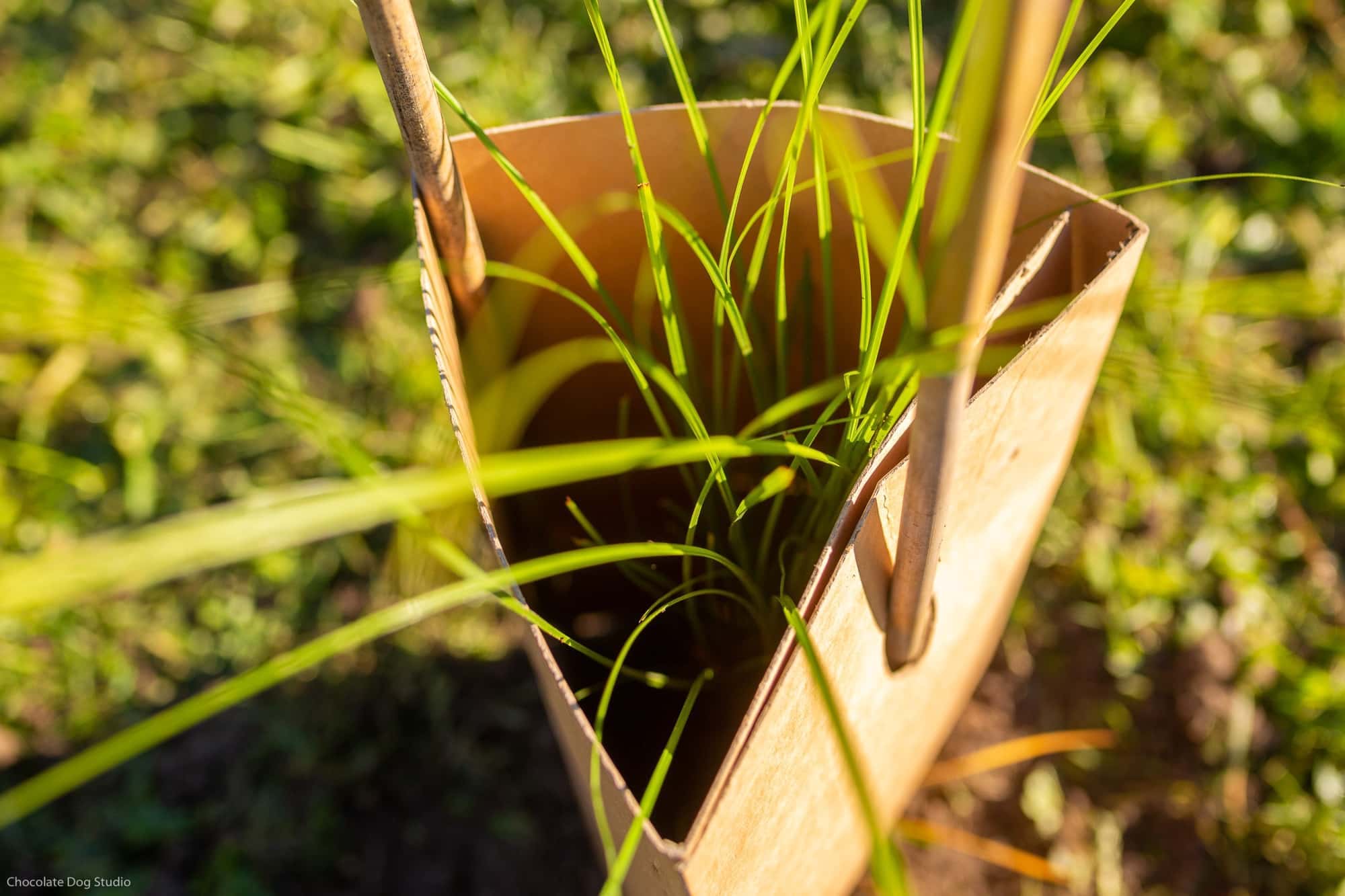 carex secta seedling in plant guard