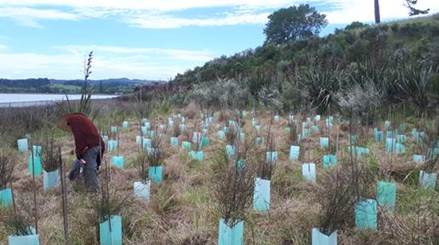 T and G Nelson staff volunteering on the Battle for the Banded Rail project