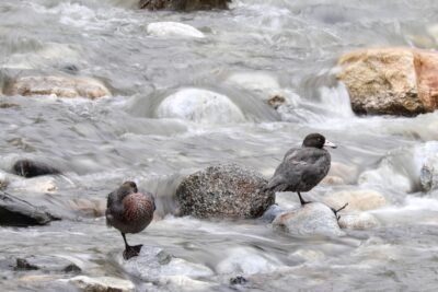 A pair of whio (blue duck) in a fast-flowing back-country river