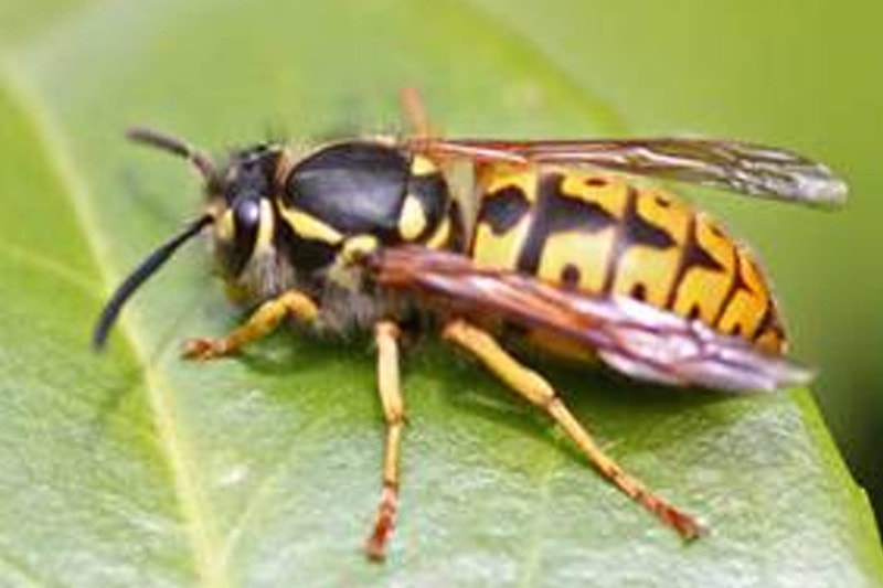 German Wasp on leaf