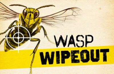 Wasp Wipeout Project Tasman Logo