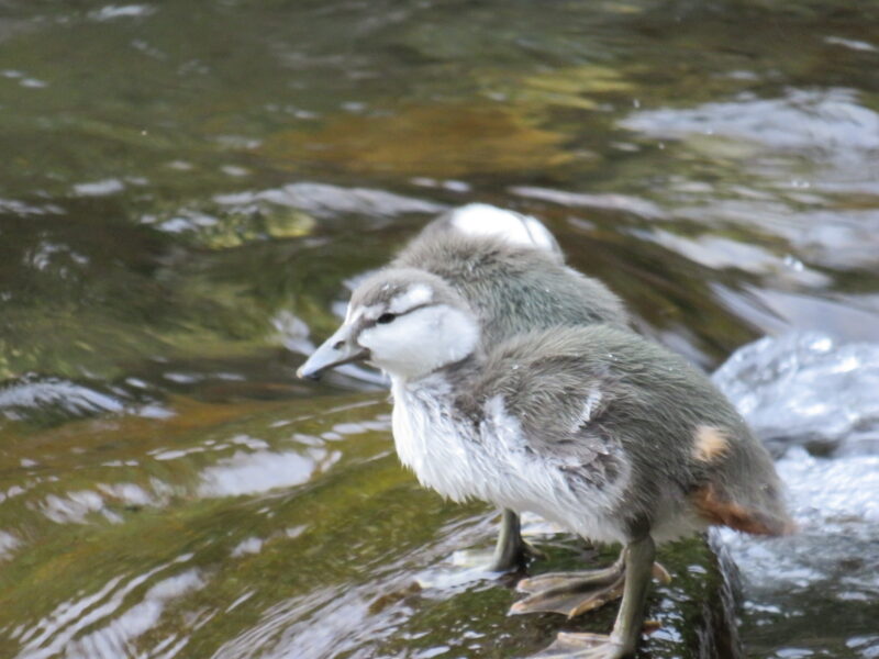 Whio (blue duck) ducklings standing on a rock in a fast-flowing river