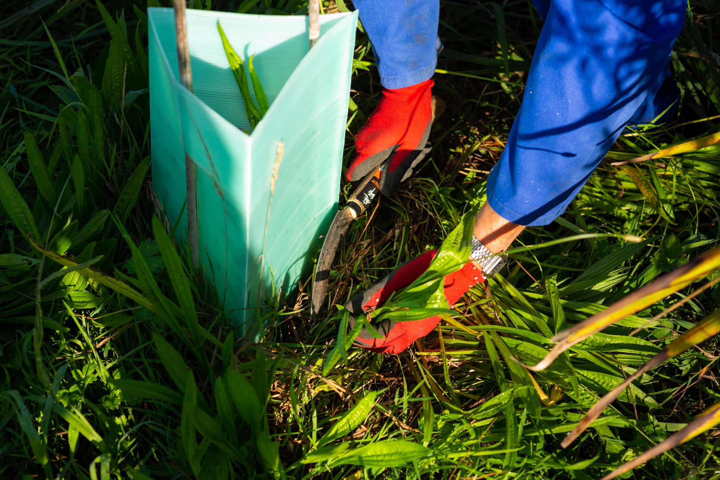 close up of hands removing weeds from around plant guard for native seedling