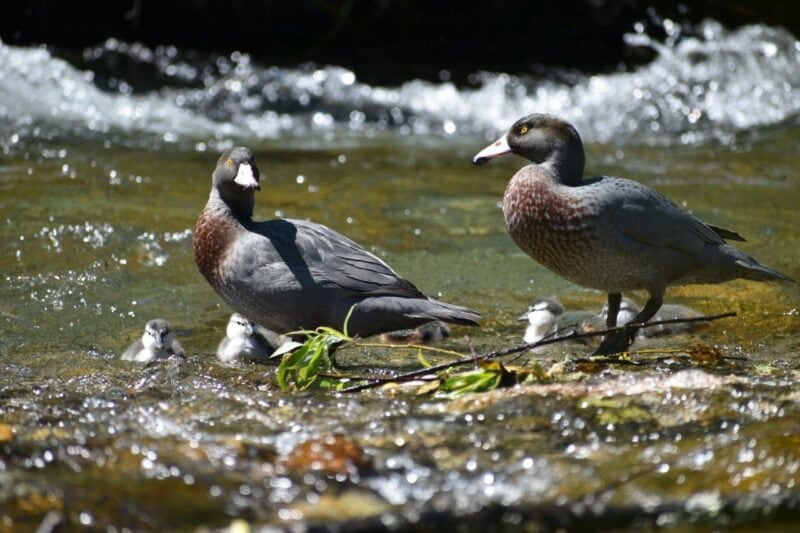 Whio/blue duck parents with ducklings