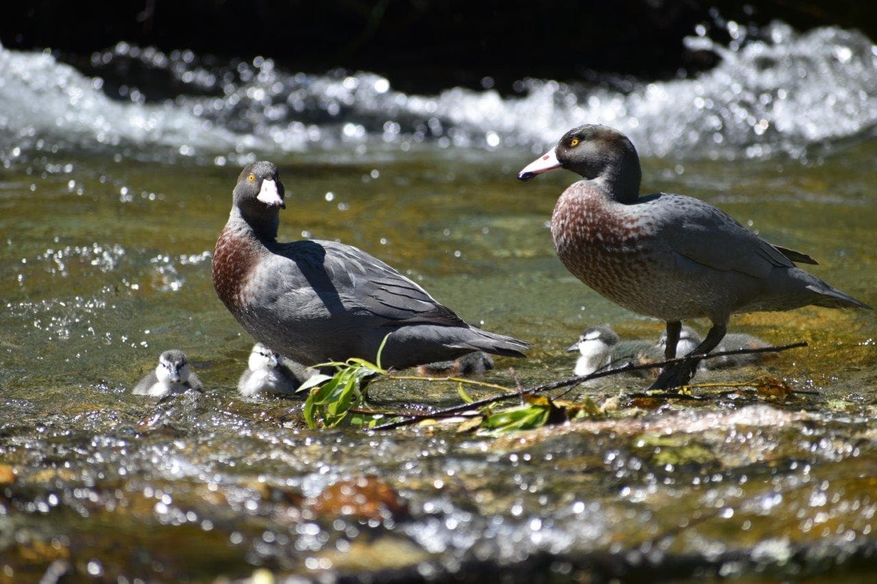 Whio/blue duck parents with ducklings