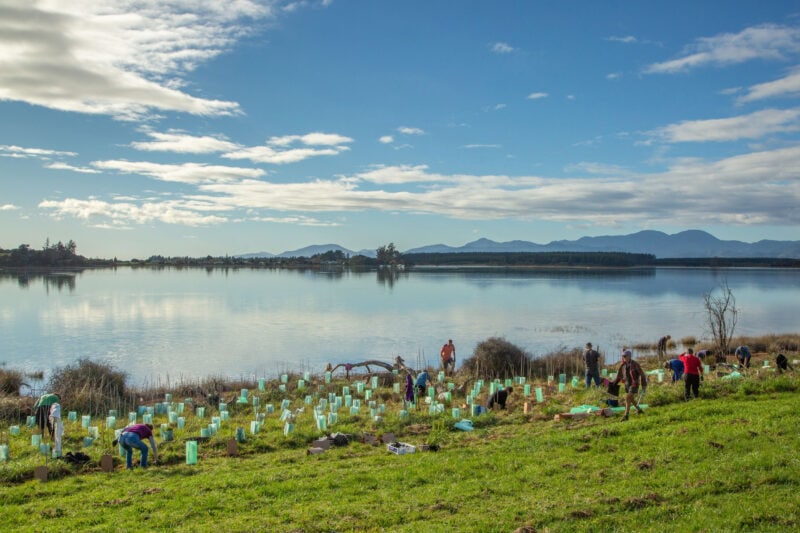 Planting trees to help banded rail in the Waimea Inlet