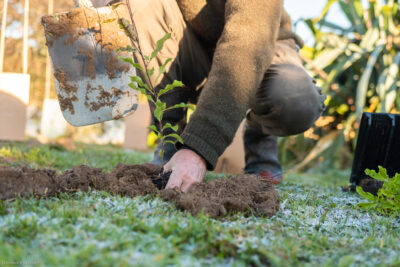 Restoration planting at Hoddy Estuary Park