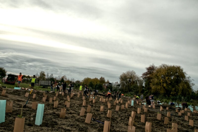 Completed plantings at Neimann Creek, carried out by the Student Volunteer Army