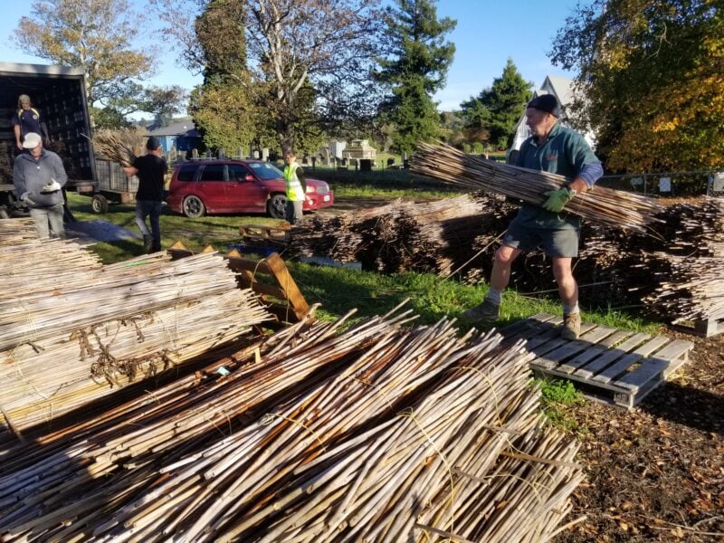 Loading a truck with used bamboo stakes