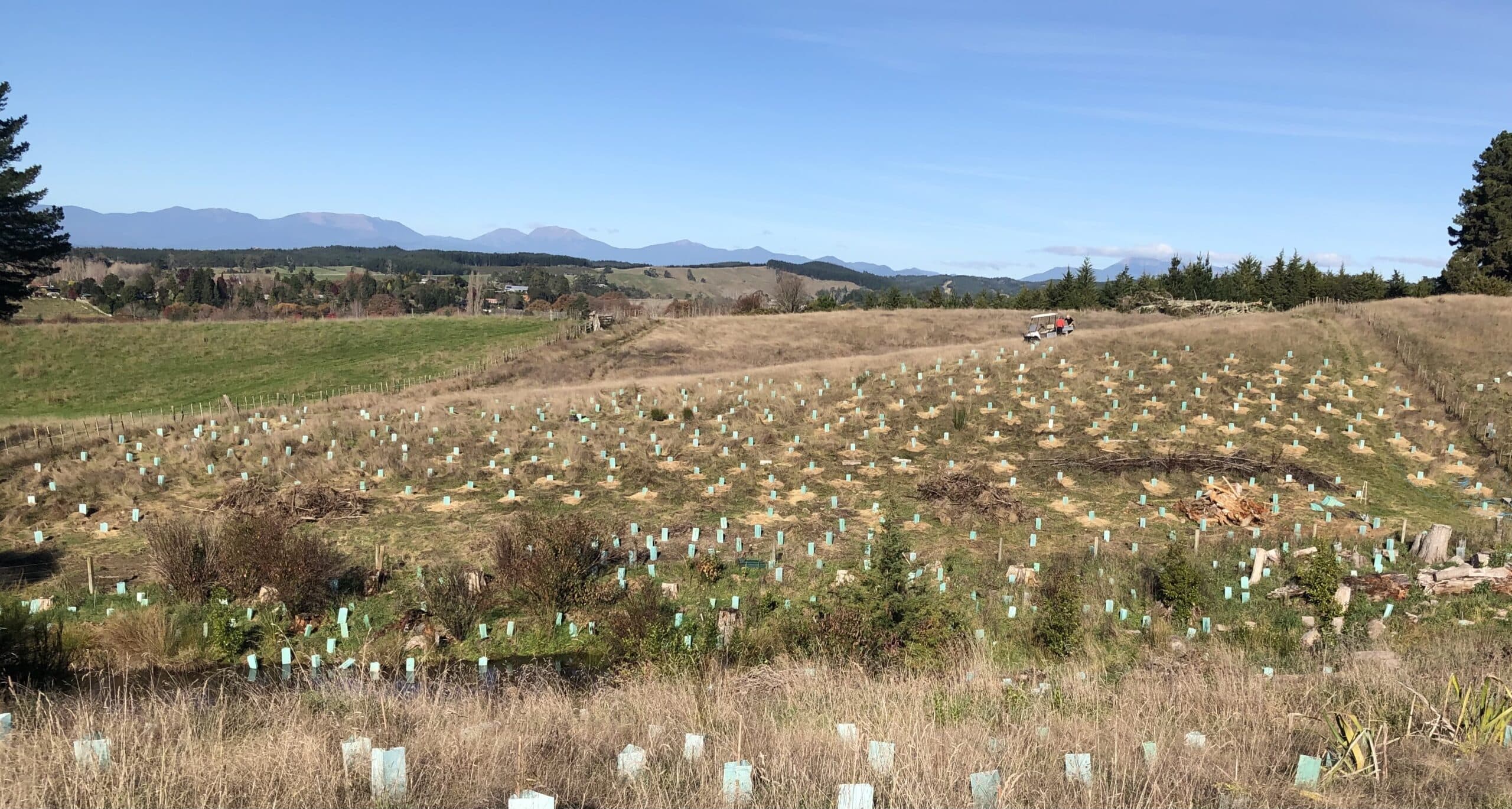 Native plantings at Lancewood Villa in the Upper Moutere, New Zealand