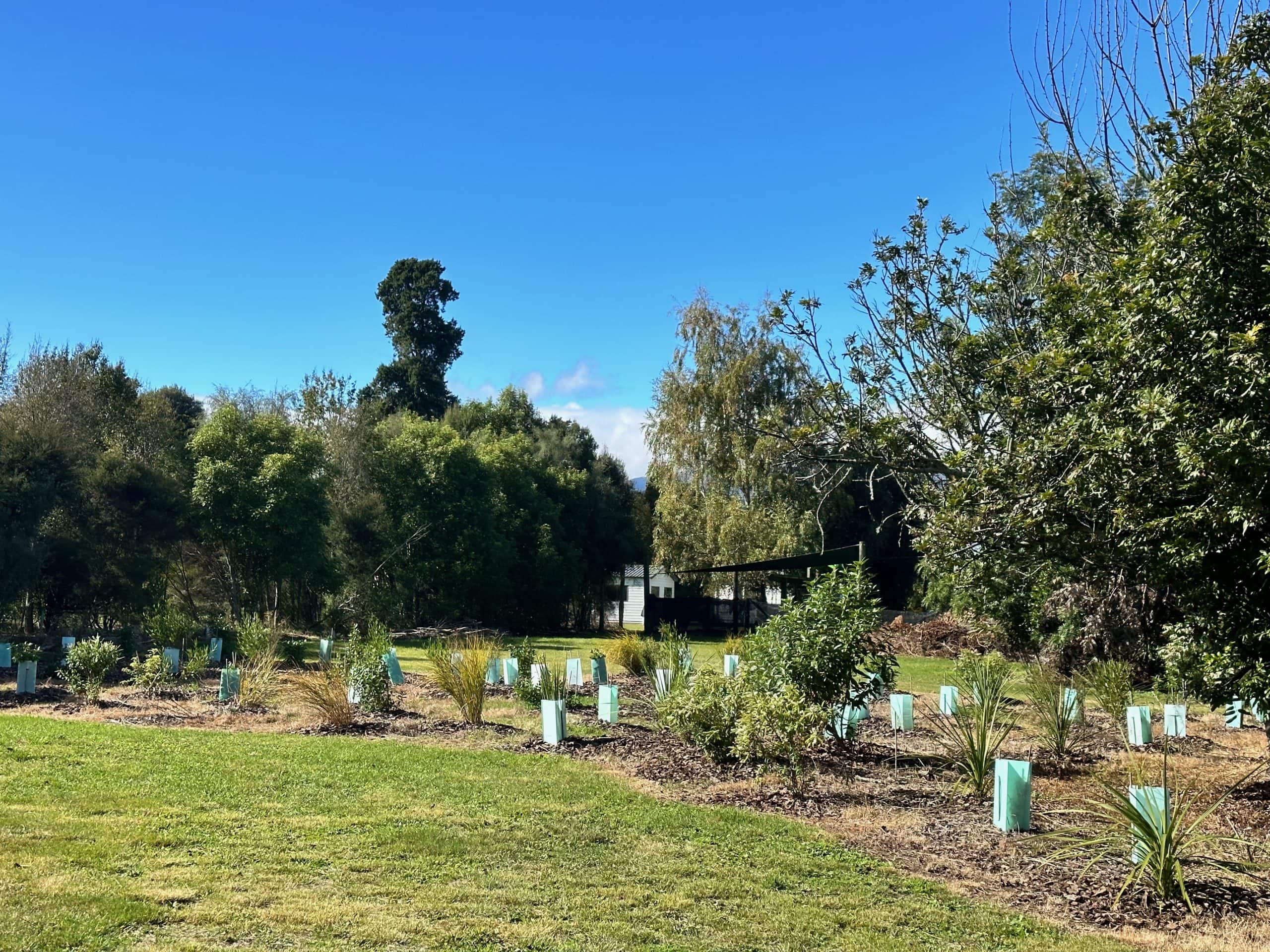 Snowden's Bush native planting