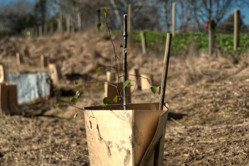 Young lacebark tree surrounded by plant guard and stakes at Beuke Bush, Upper Moutere, Tasman district.