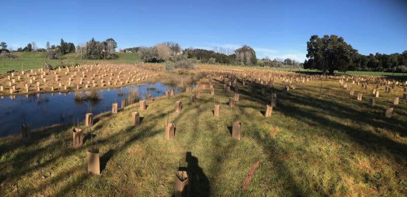 A view of the Beuke Bush landscape after native plantings by students at Upper Moutere School, Tasman, NZ