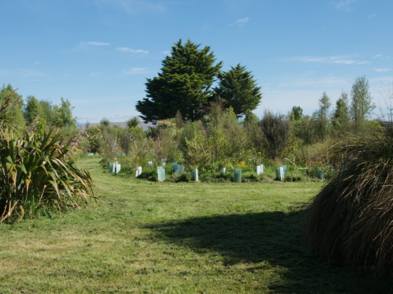 Native plantings at Salisbury School, Richmond