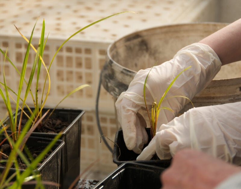 Potting on Carex plants at Salisbury School