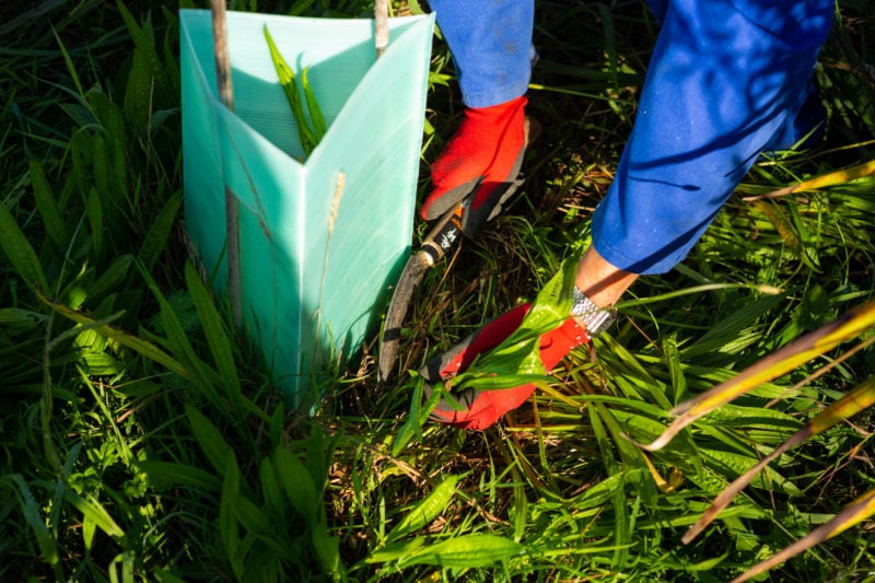 hands cutting weeds away from native plant and plant guard