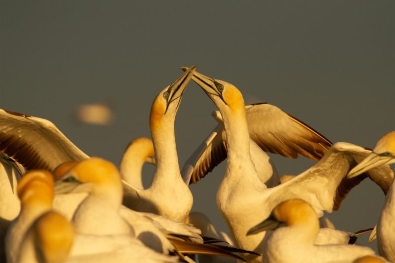 Ganets courting on Farewell Spit