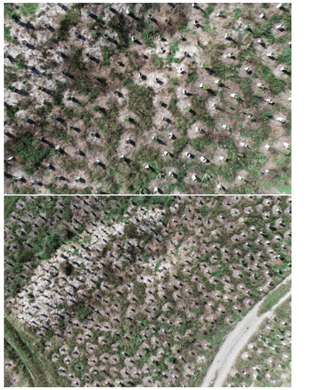 Wakapuaka planting 2021, seen from the air.