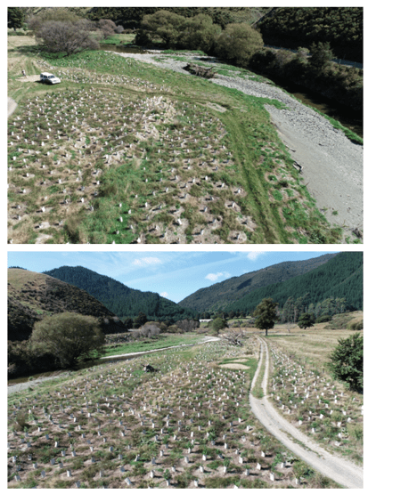 Riparian planting from the Wakapuaka Mouri project.