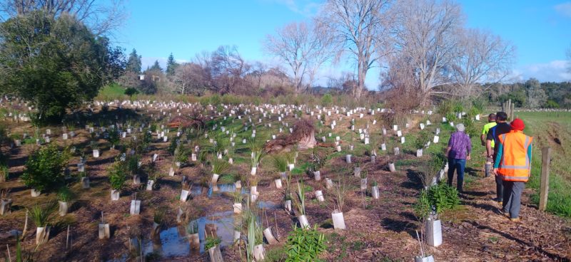 Beuke Bush riparian planting 12 months after fencing