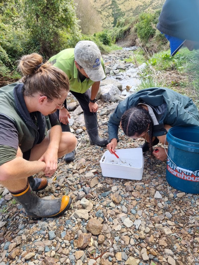 Trainee Rangers at work – Wakapuaka Mouri