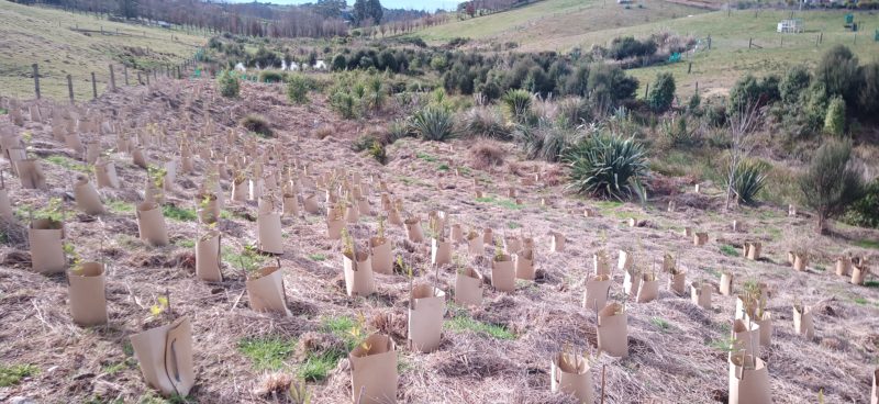 Fencing and planting for Restoring the Moutere