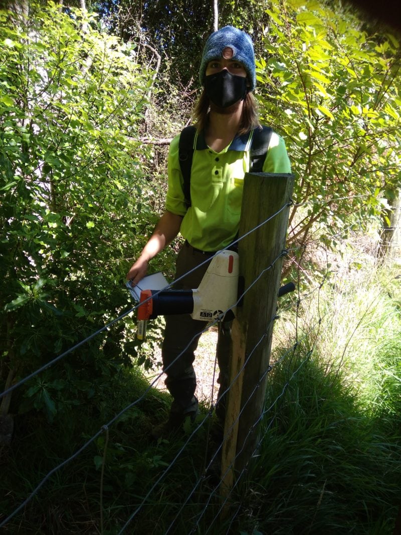 A trainee ranger helping with predator monitoring –Wakapuaka Mouri