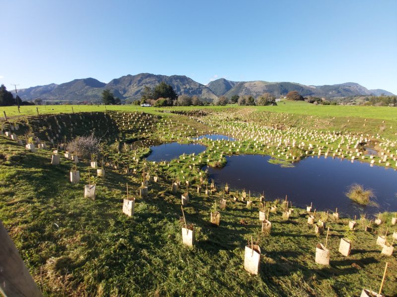 planting around wetland Motupipi