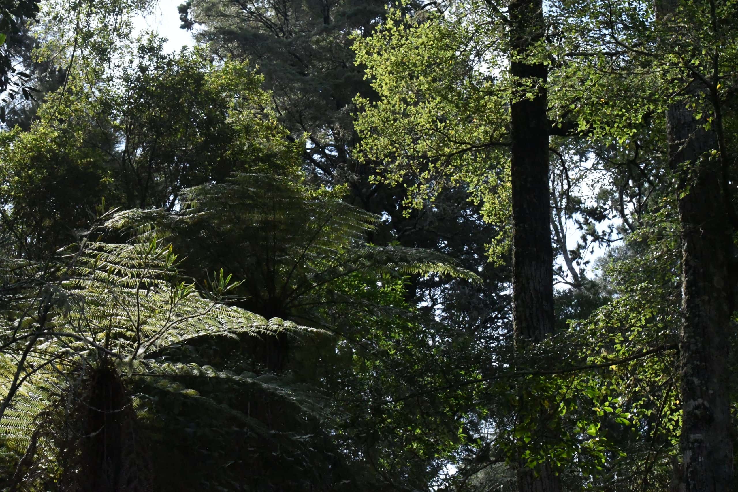 Beuke's Bush mature trees