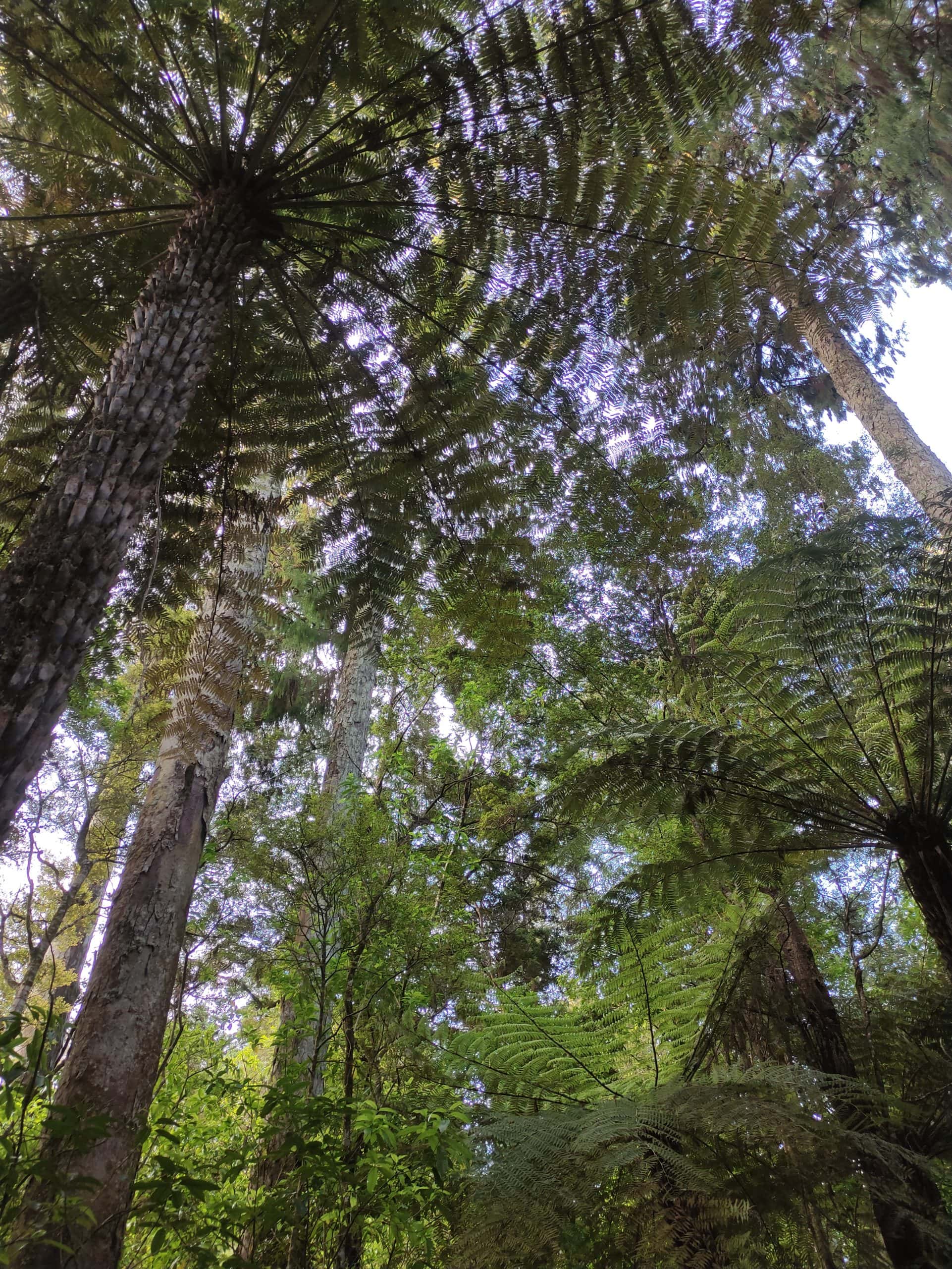 Tree ferns