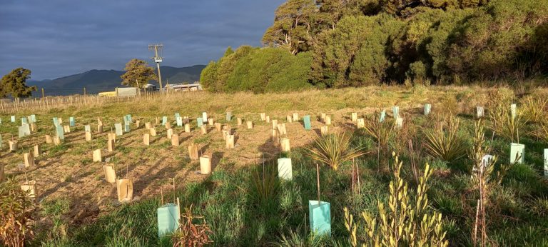 Snowden's-Bush-planting