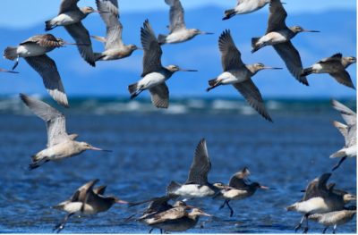 Return of the Kuaka | Bar-tailed Godwits