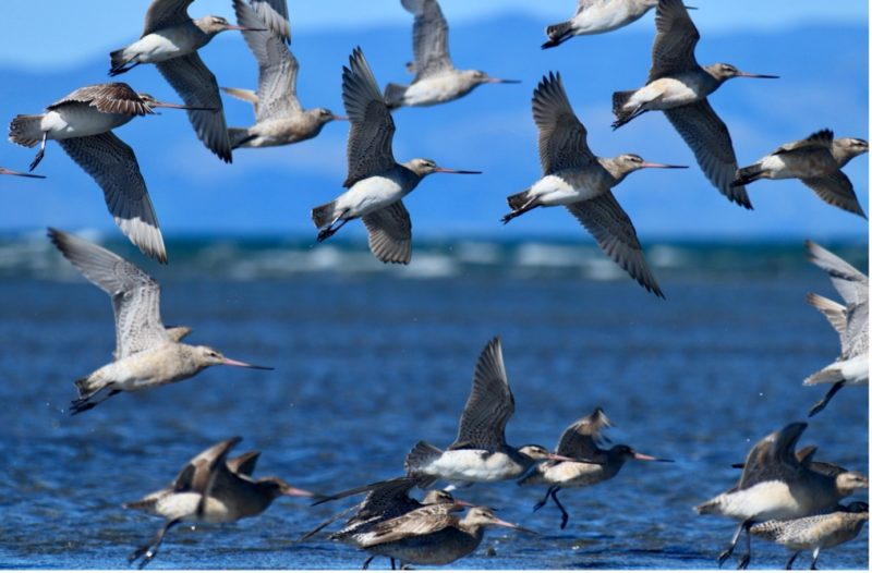 Return of the Kuaka | Bar-tailed Godwits