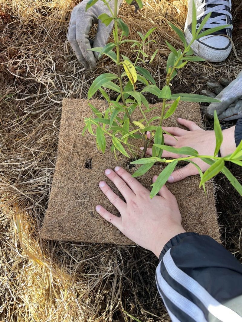 new plants in the ground