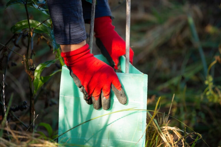 close up of hands and a plant guard